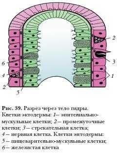 Кракен браузер ссылка